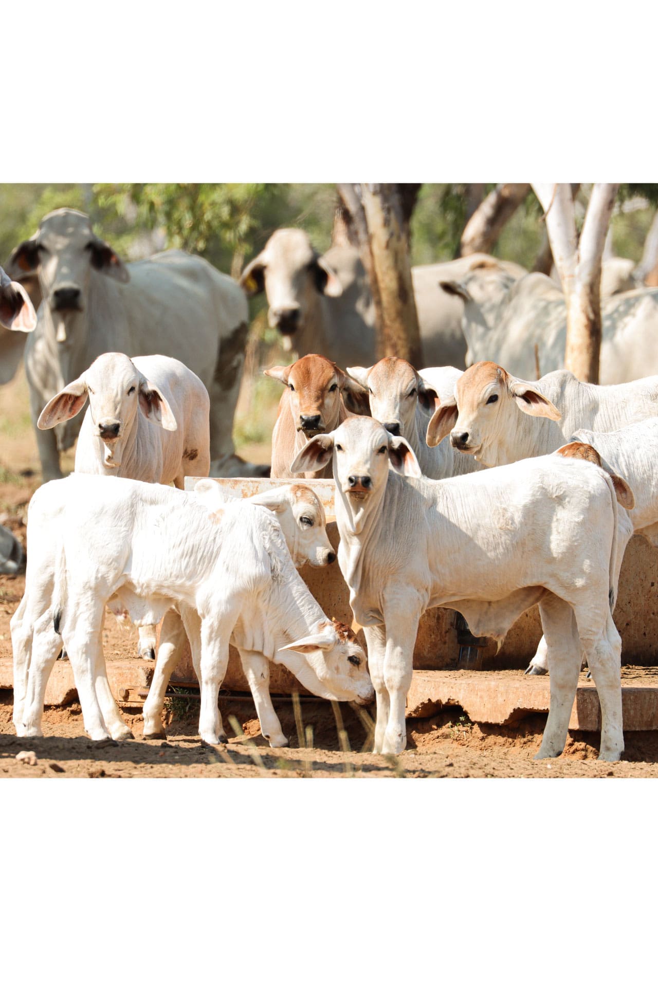 Herd8